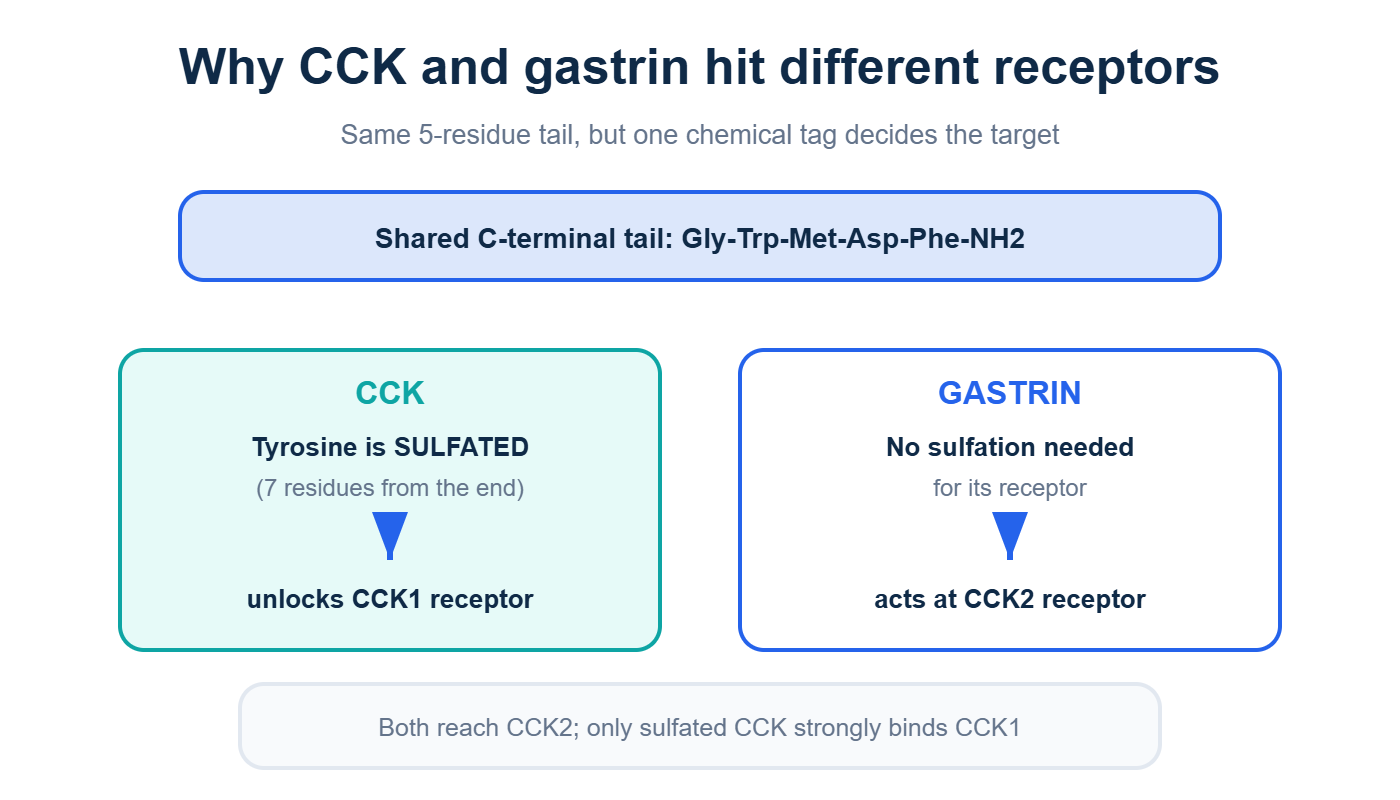 A sulfated tyrosine lets cholecystokinin (CCK) bind the CCK1 receptor while gastrin does not need it