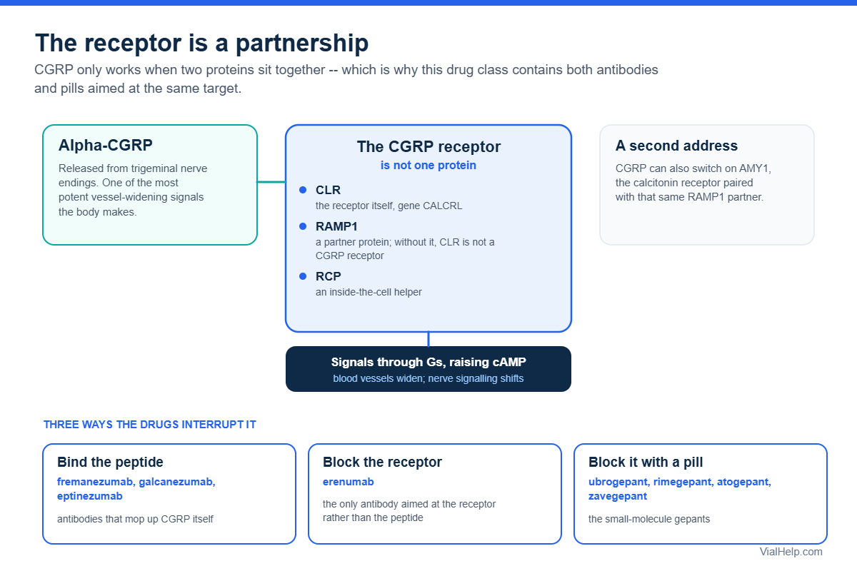 Diagram of the CGRP receptor complex CLR plus RAMP1 and the three drug strategies that interrupt CGRP signalling