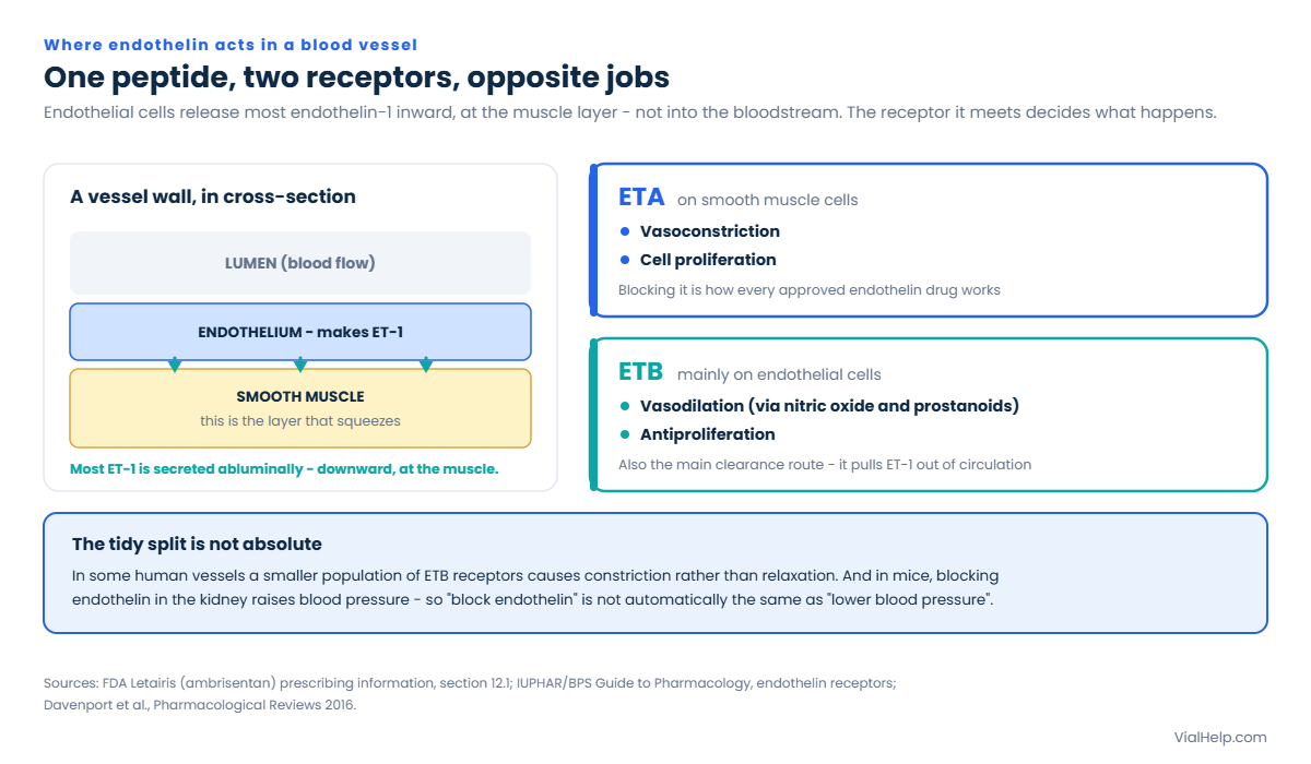 Diagram showing endothelin-1 released abluminally from the endothelium onto ETA receptors on smooth muscle causing vasoconstriction, versus ETB receptors on endothelium causing vasodilation and clearance