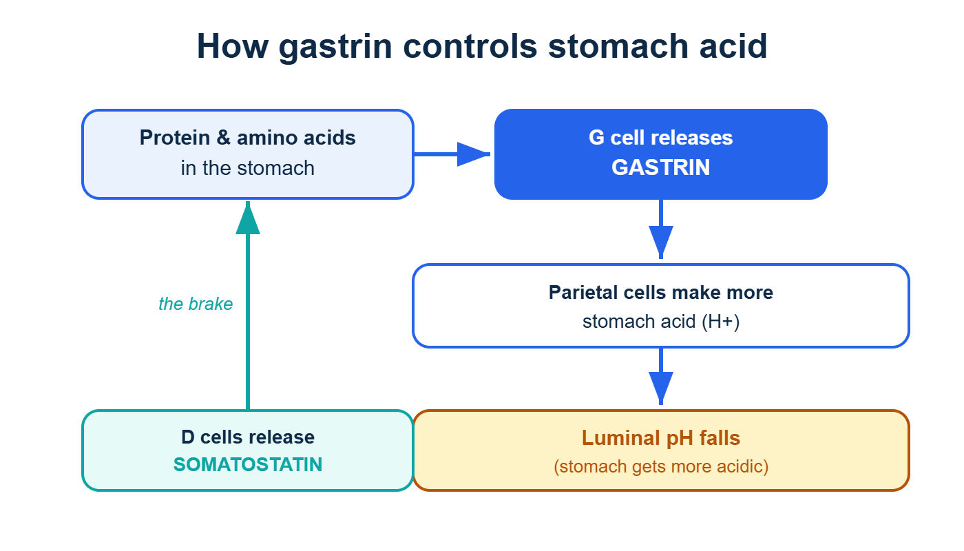 Diagram of how gastrin controls stomach acid through a feedback loop with somatostatin