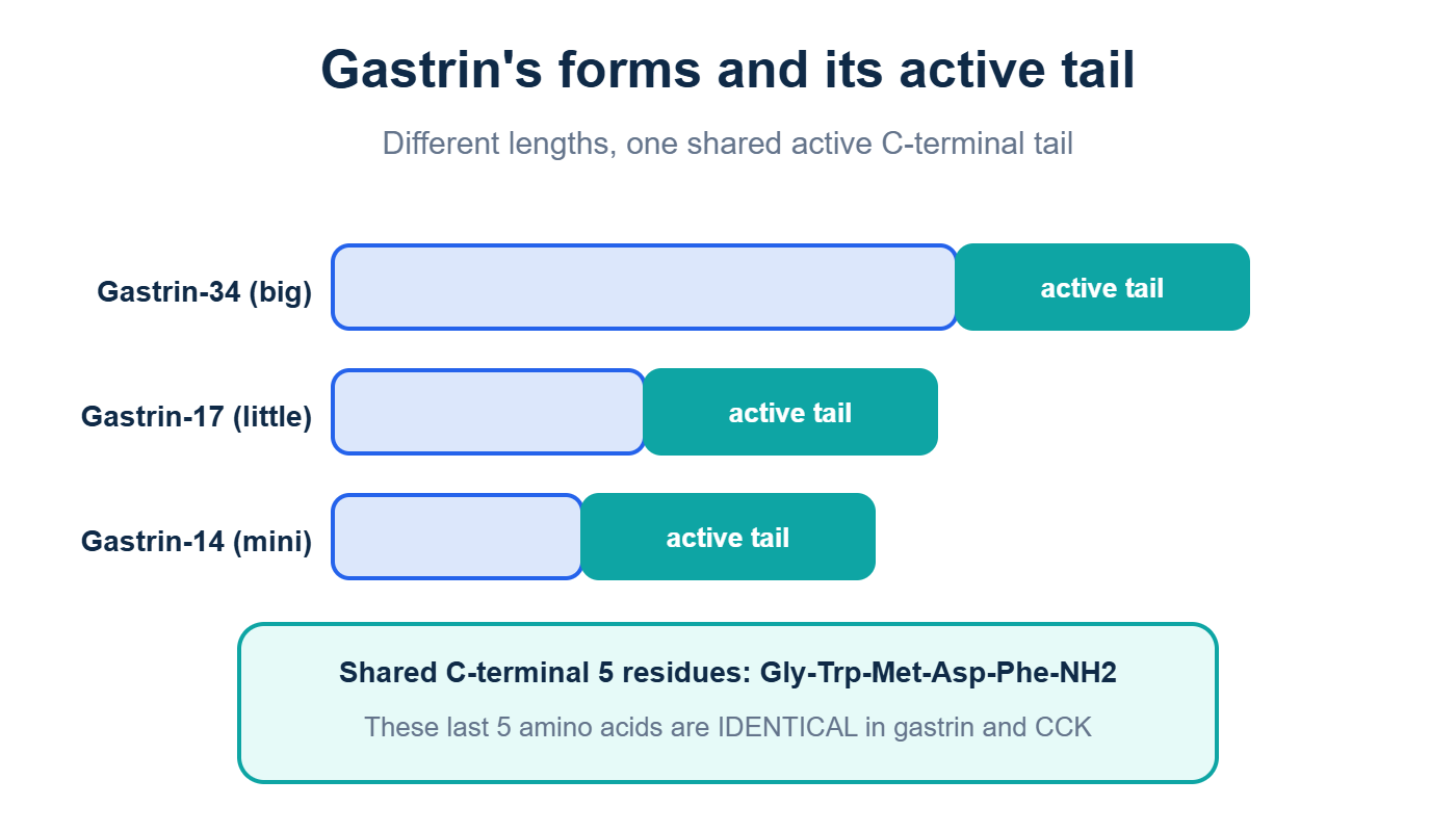 Gastrin-34, gastrin-17 and gastrin-14 share an identical C-terminal active tail
