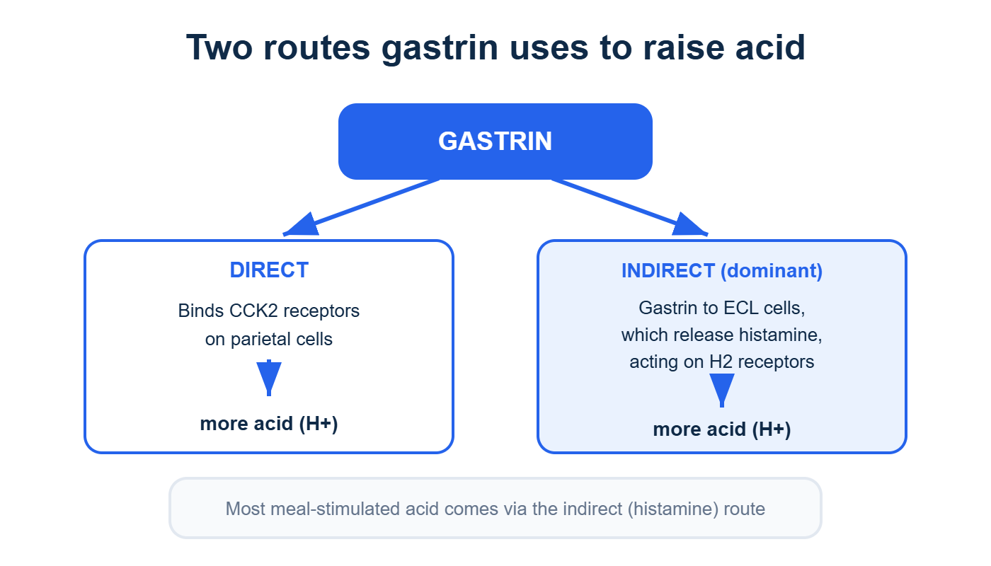 Gastrin raises stomach acid by a direct route and a dominant indirect histamine route
