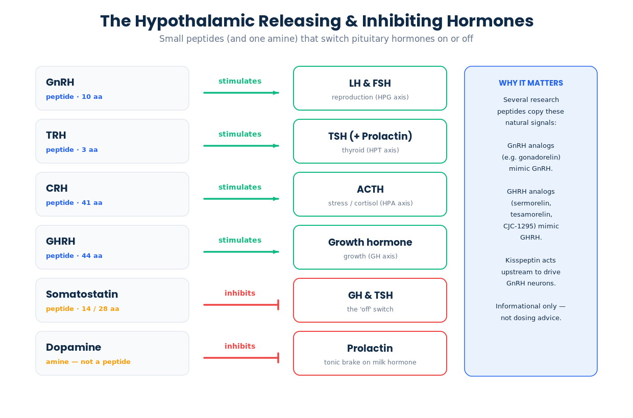 Chart of hypothalamus releasing and inhibiting hormones GnRH TRH CRH GHRH somatostatin and dopamine and the pituitary hormones they control
