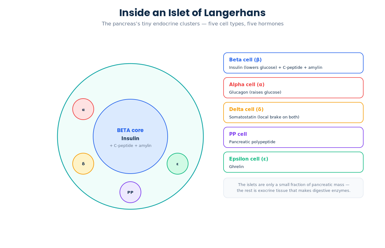 Diagram of an islet of Langerhans showing the beta core and the alpha delta PP and epsilon cells with the hormones each one makes