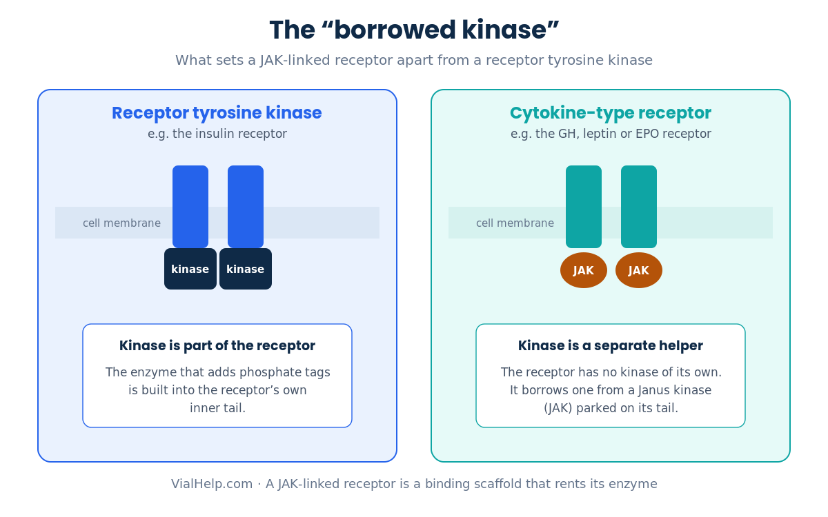 JAK-STAT signaling diagram contrasting a receptor tyrosine kinase, whose kinase is built in, with a cytokine receptor that borrows a Janus kinase (JAK)