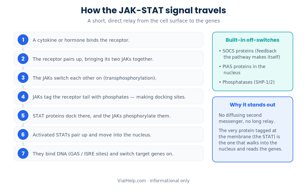 Step-by-step JAK-STAT signaling cascade from ligand binding through JAK and STAT phosphorylation to gene activation, with SOCS, PIAS and phosphatase off-switches