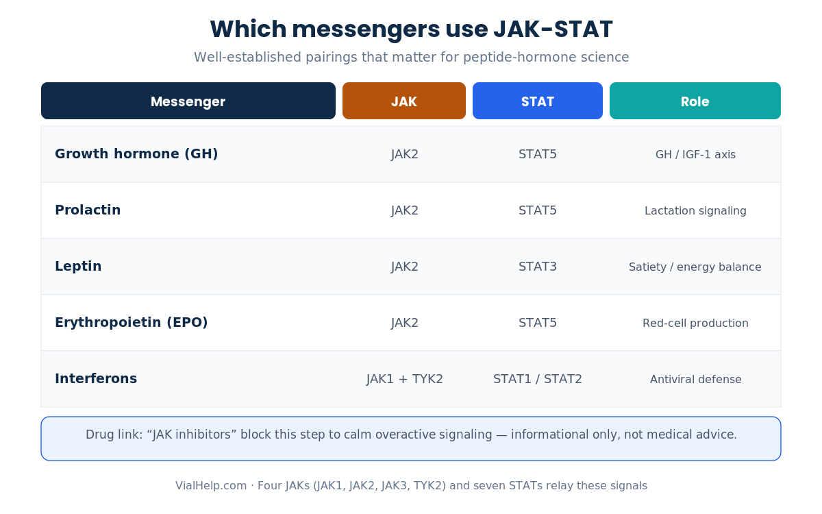 Table of hormones and cytokines that use JAK-STAT signaling: growth hormone, prolactin, leptin and erythropoietin via JAK2, and interferons via JAK1 and TYK2