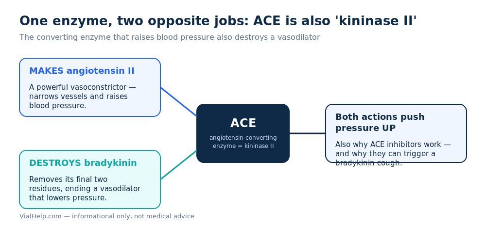 ACE is also kininase II in the kallikrein-kinin system: it makes angiotensin II and destroys bradykinin