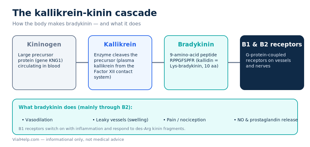 The kallikrein-kinin system cascade from kininogen to bradykinin and the B1 and B2 receptors