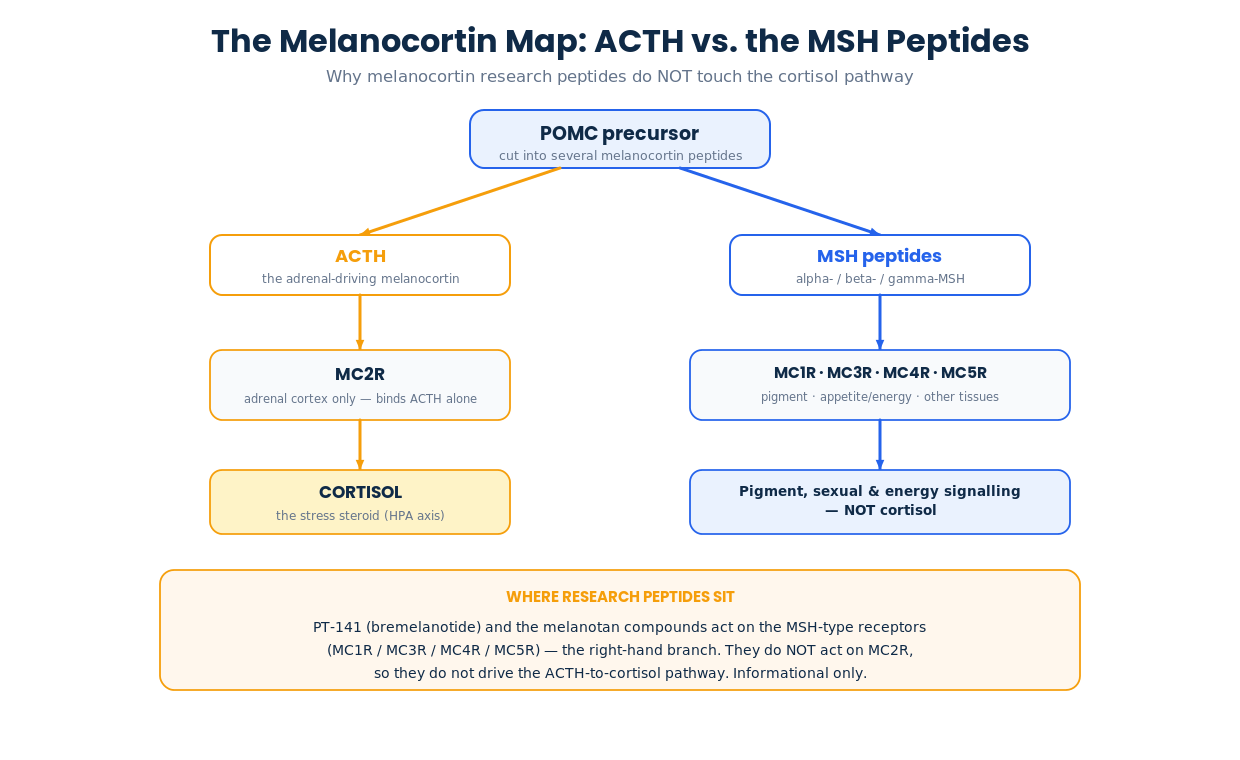 Melanocortin receptor map showing ACTH acting on MC2R to drive cortisol while MSH peptides act on MC1R MC3R MC4R and MC5R, not the cortisol pathway