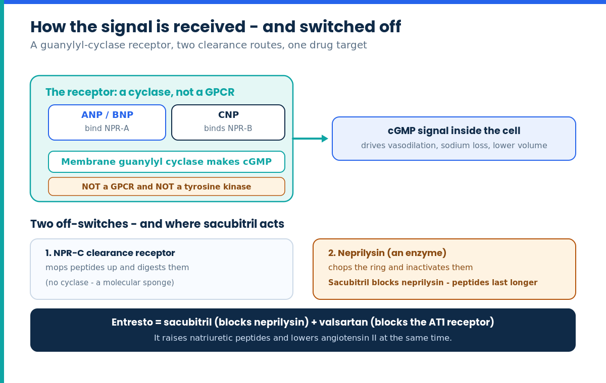 Diagram of the natriuretic peptide guanylyl-cyclase receptor, cGMP signalling, neprilysin clearance and sacubitril