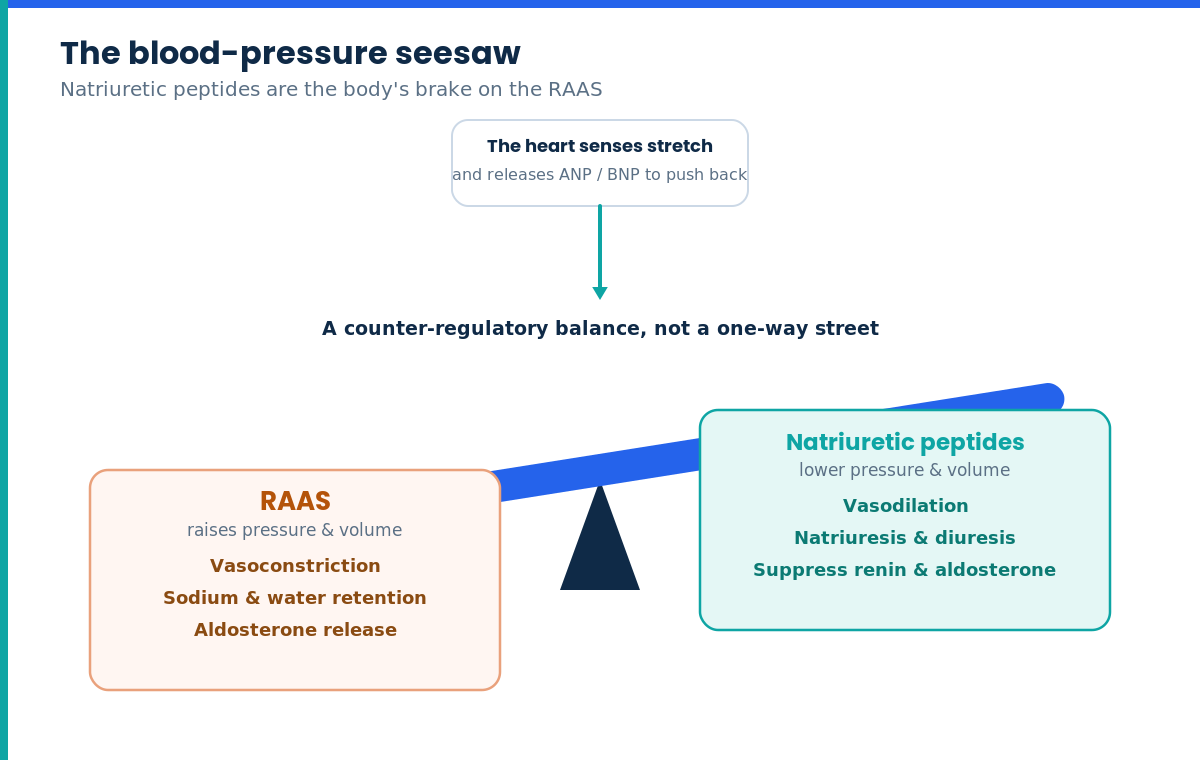 Seesaw diagram of natriuretic peptides opposing the renin-angiotensin-aldosterone system