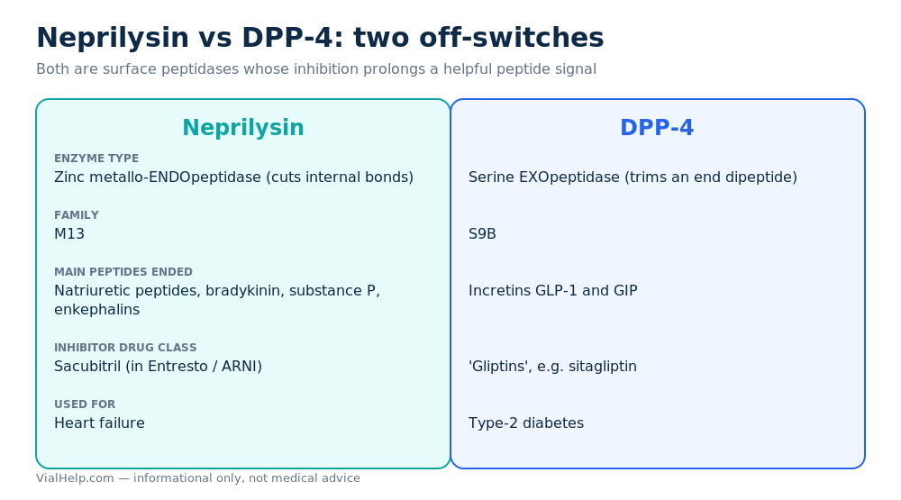 Neprilysin versus DPP-4: two surface peptidases compared by enzyme type, targets and drug class