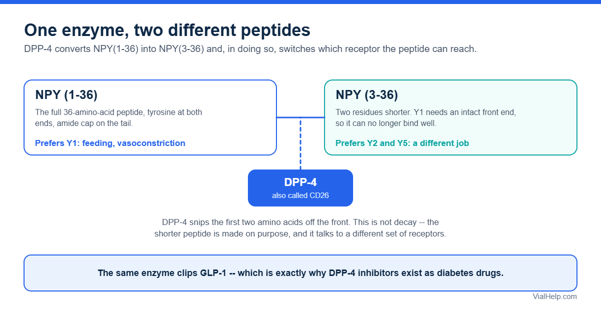 Diagram showing DPP-4 clipping neuropeptide Y 1-36 into NPY 3-36 and switching its receptor preference