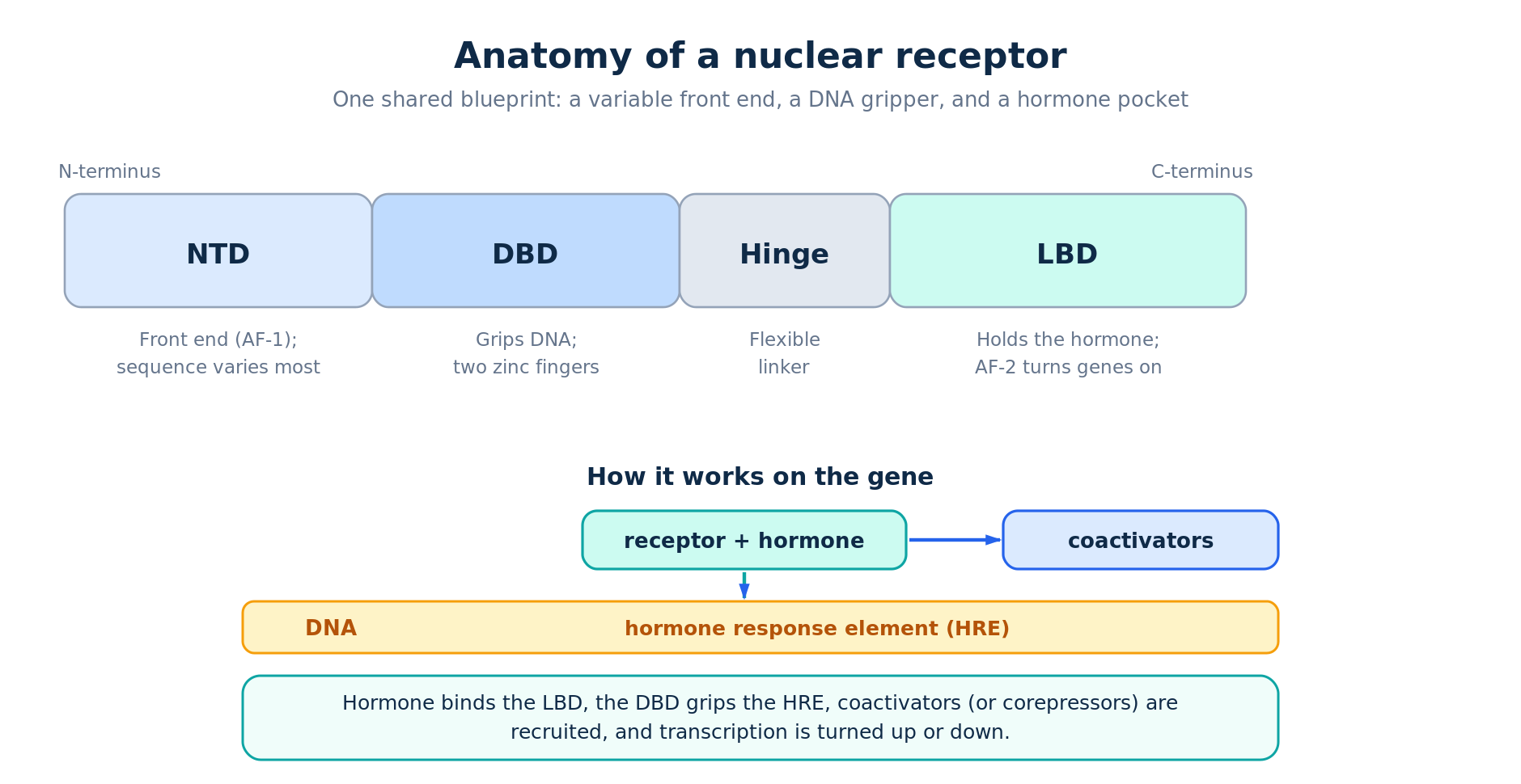Nuclear hormone receptor domain structure: NTD, DBD zinc fingers, hinge, and LBD