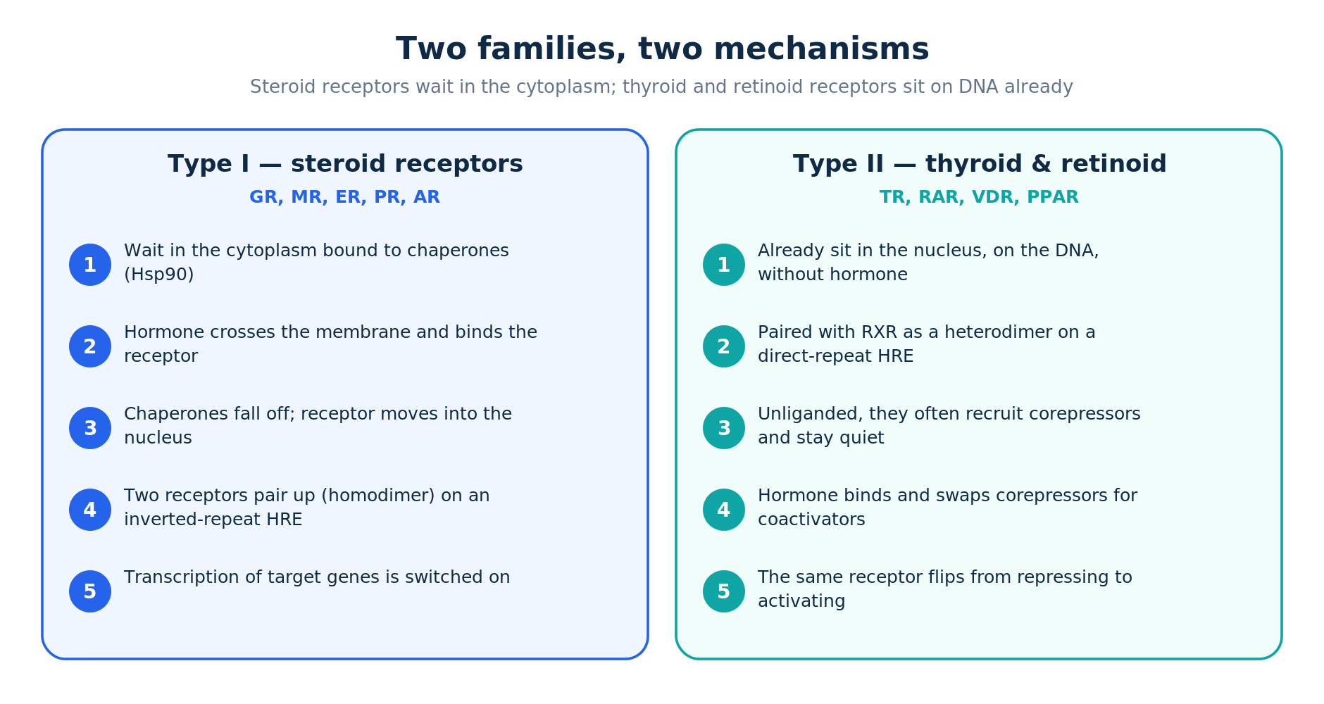 Type I steroid nuclear hormone receptors versus type II thyroid and retinoid receptors