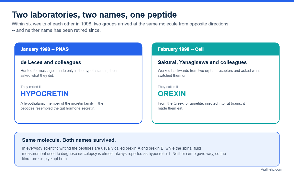 Diagram comparing the 1998 hypocretin and orexin discovery papers by de Lecea and Sakurai