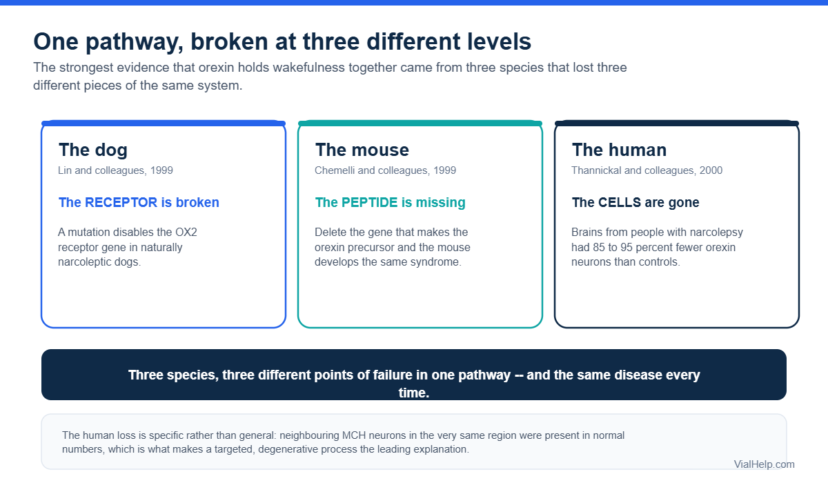 Diagram showing narcolepsy caused by orexin receptor mutation in dogs, peptide deletion in mice and orexin cell loss in humans