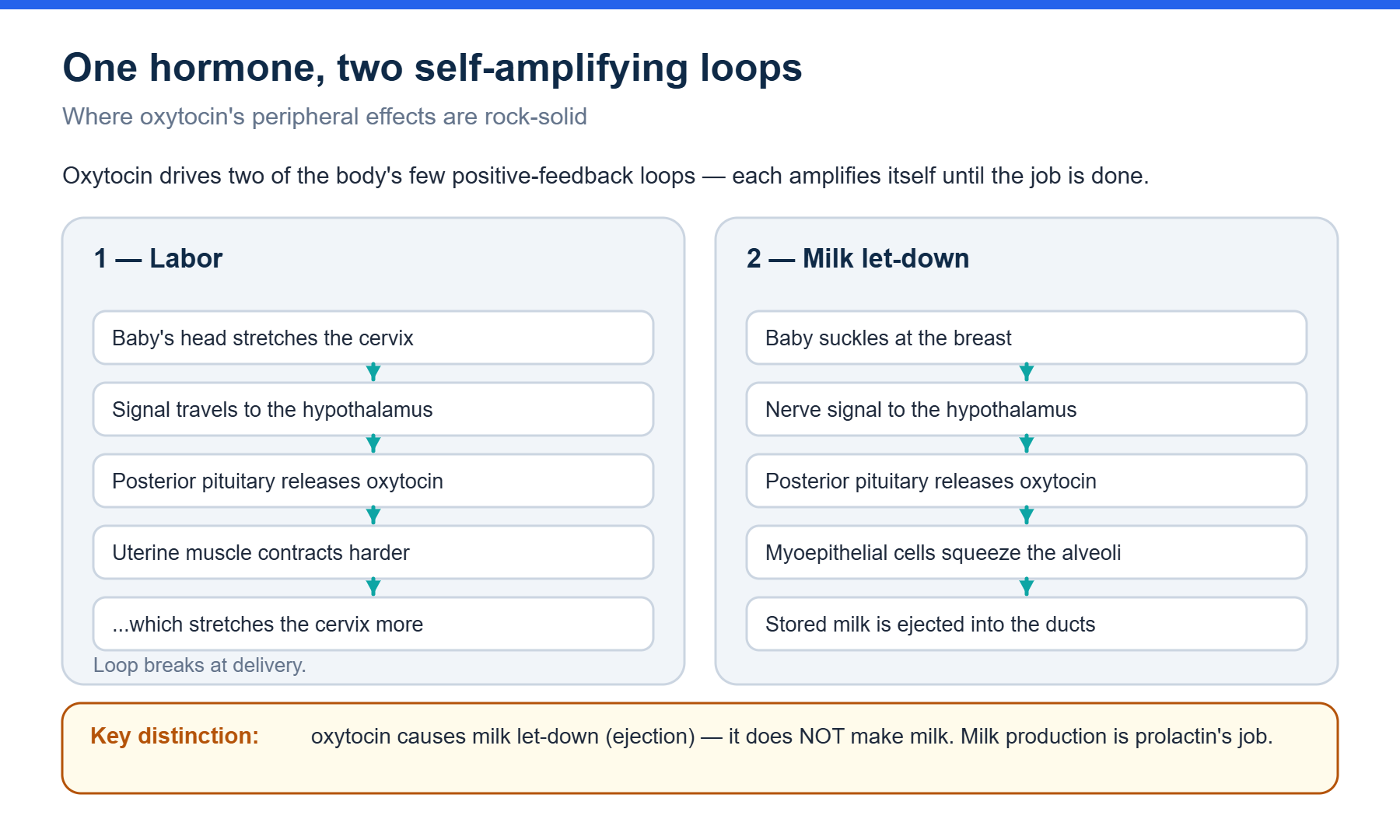 Oxytocin positive-feedback loops in labor and milk let-down