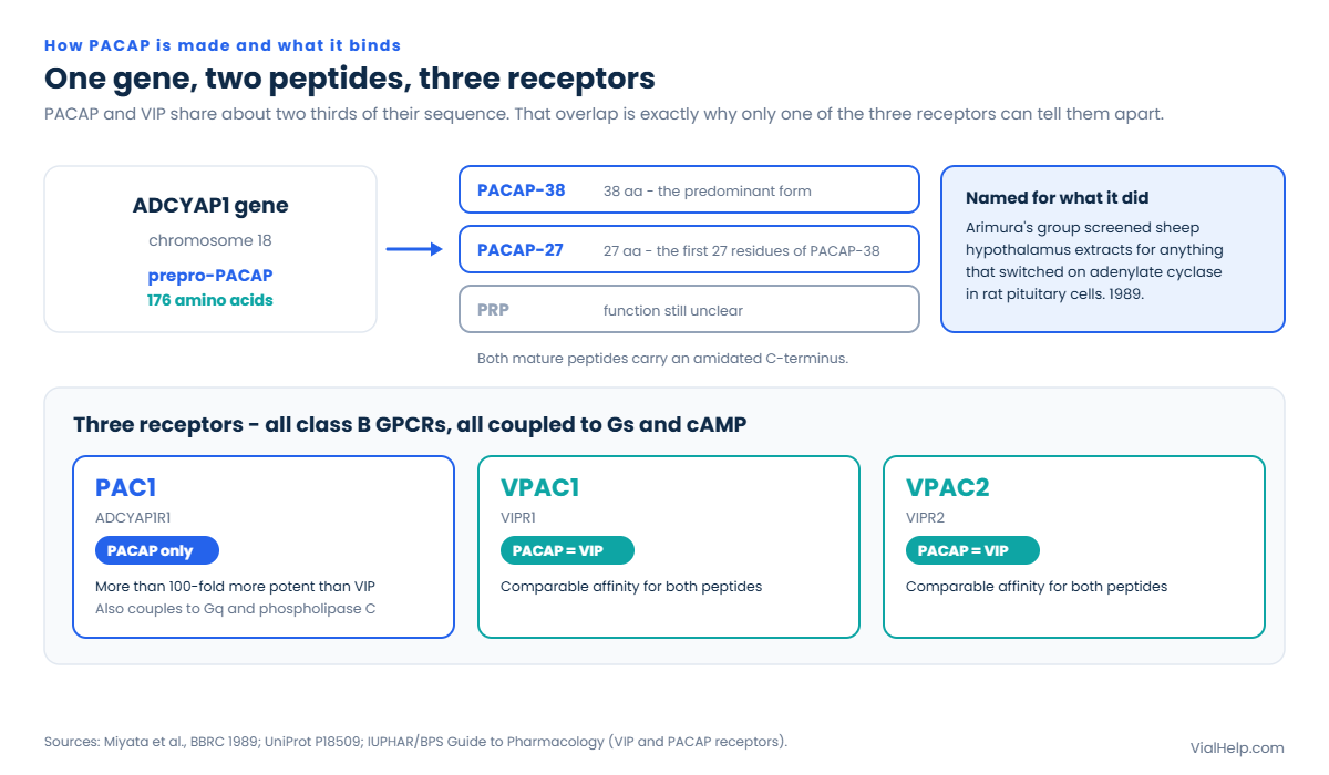 Diagram of the ADCYAP1 gene producing PACAP-38 and PACAP-27 from a 176-amino-acid precursor, and the selectivity of the PAC1, VPAC1 and VPAC2 receptors for PACAP versus VIP