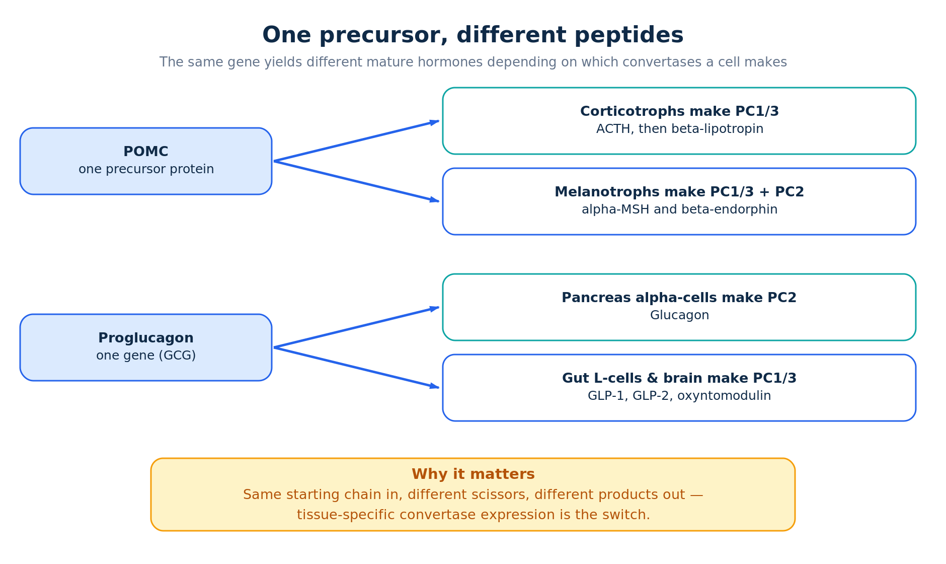One precursor, different peptides — tissue-specific prohormone processing of POMC and proglucagon