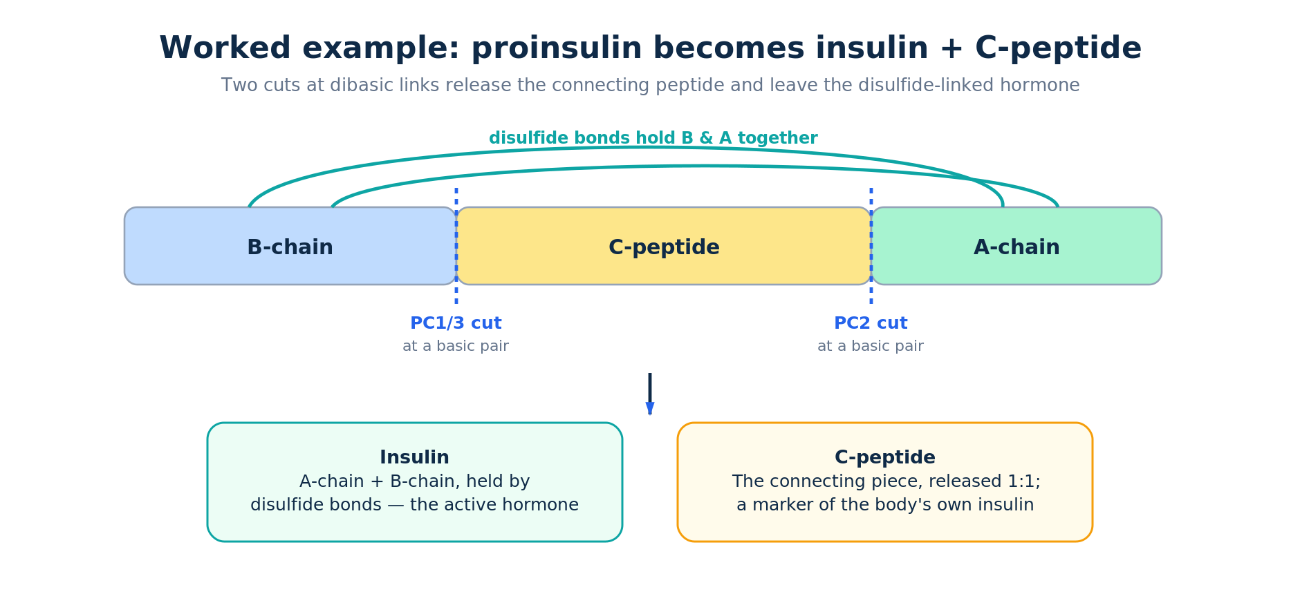 Proinsulin processing into insulin and C-peptide by PC1/3 and PC2 convertases