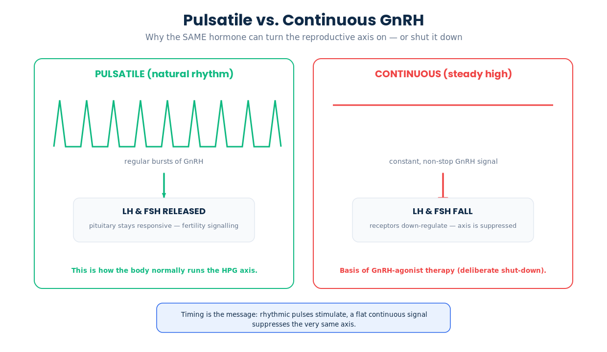Diagram showing pulsatile GnRH stimulates LH and FSH while a continuous GnRH signal suppresses them, the basis of GnRH agonist therapy