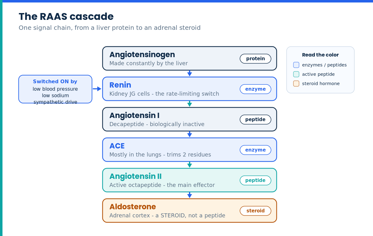 RAAS cascade diagram from angiotensinogen through renin, ACE and angiotensin II to aldosterone