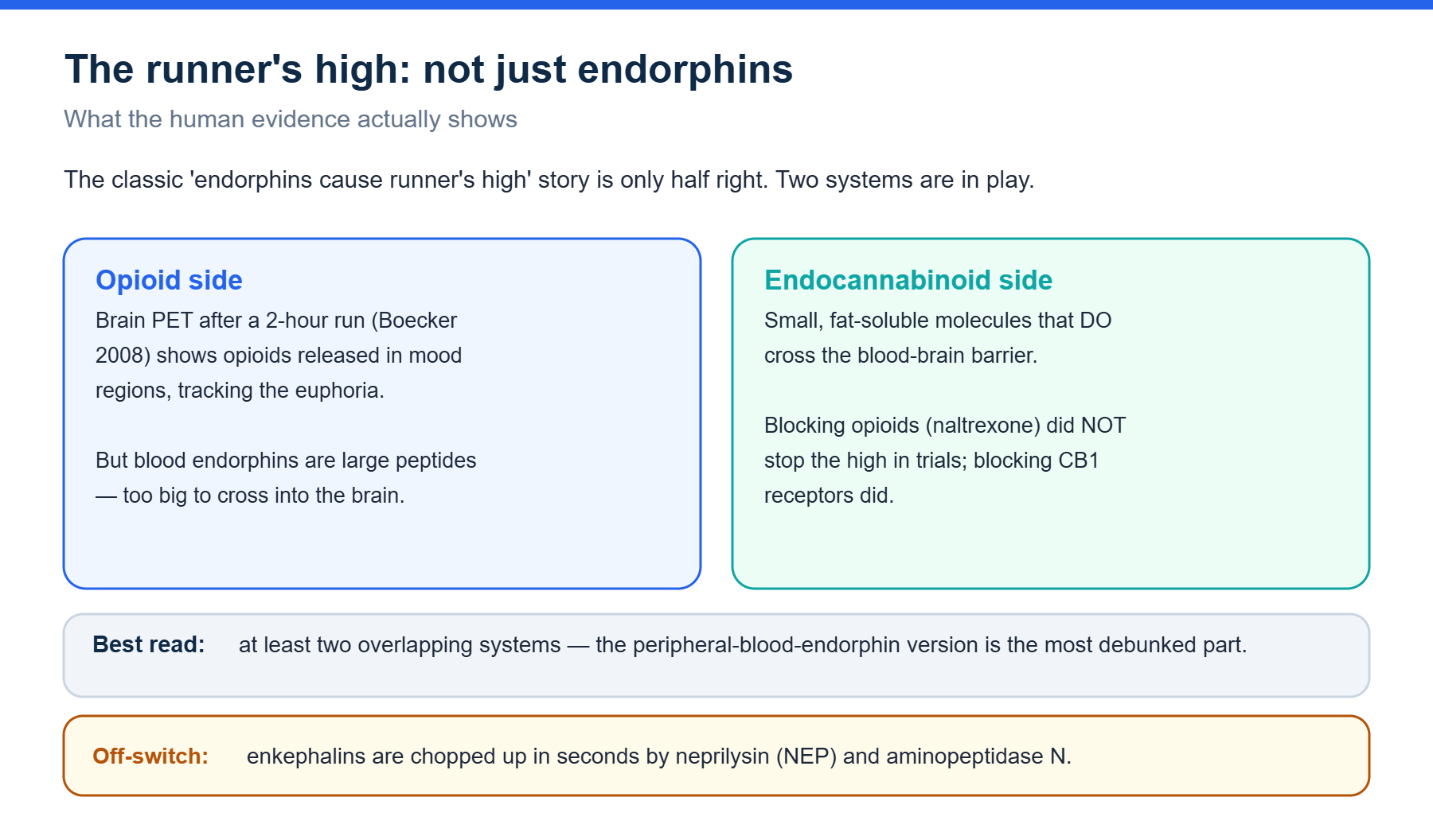 Opioid versus endocannabinoid evidence for the runner high