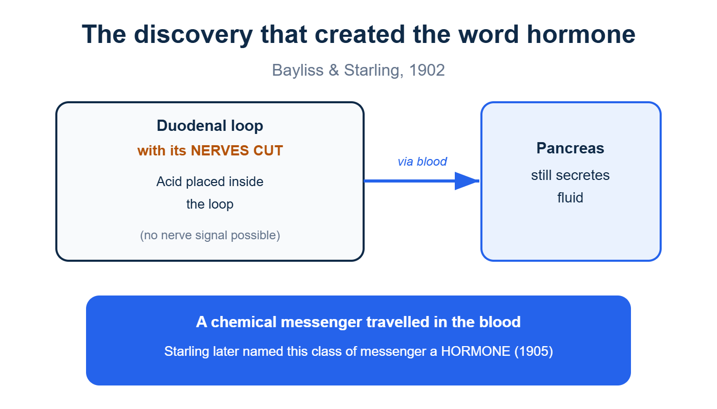 The 1902 Bayliss and Starling experiment behind the discovery of secretin and the word hormone