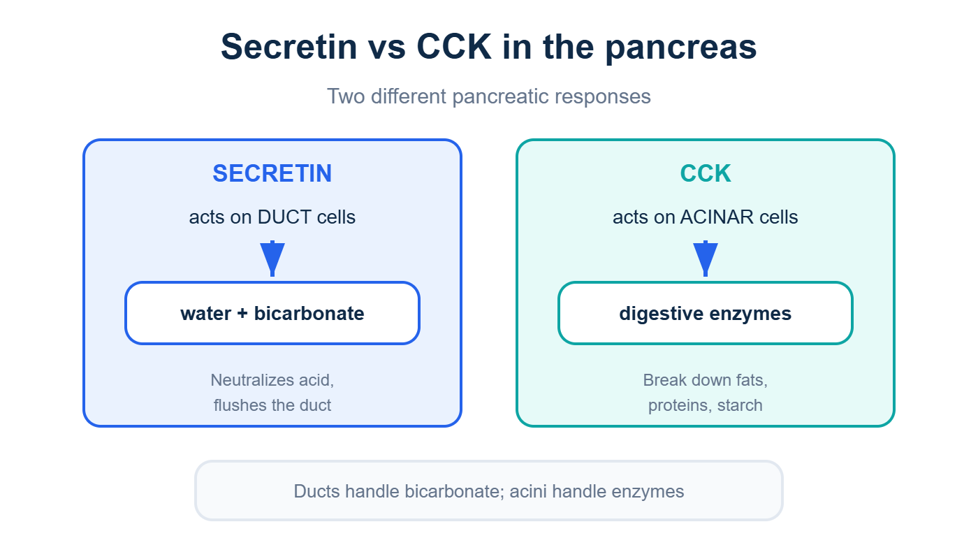 Secretin acts on pancreatic duct cells while CCK acts on acinar cells