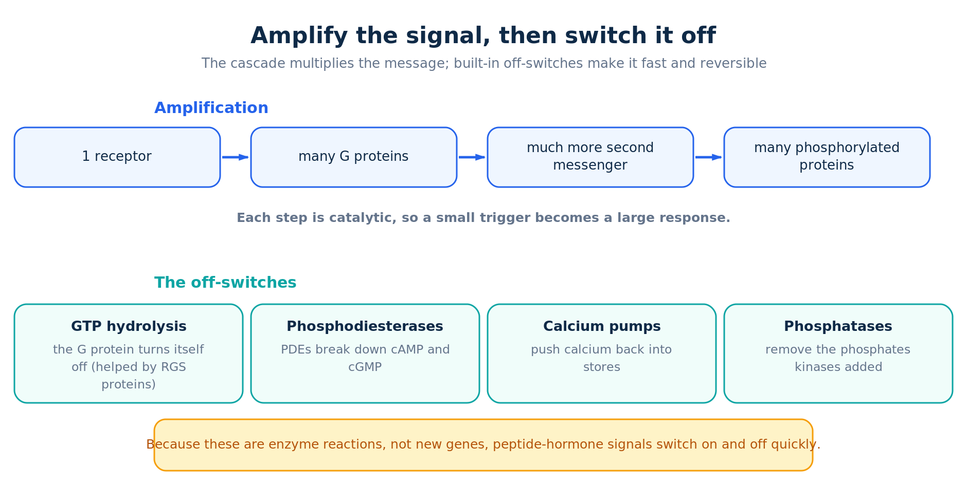 Second messenger signal amplification cascade and its off-switches