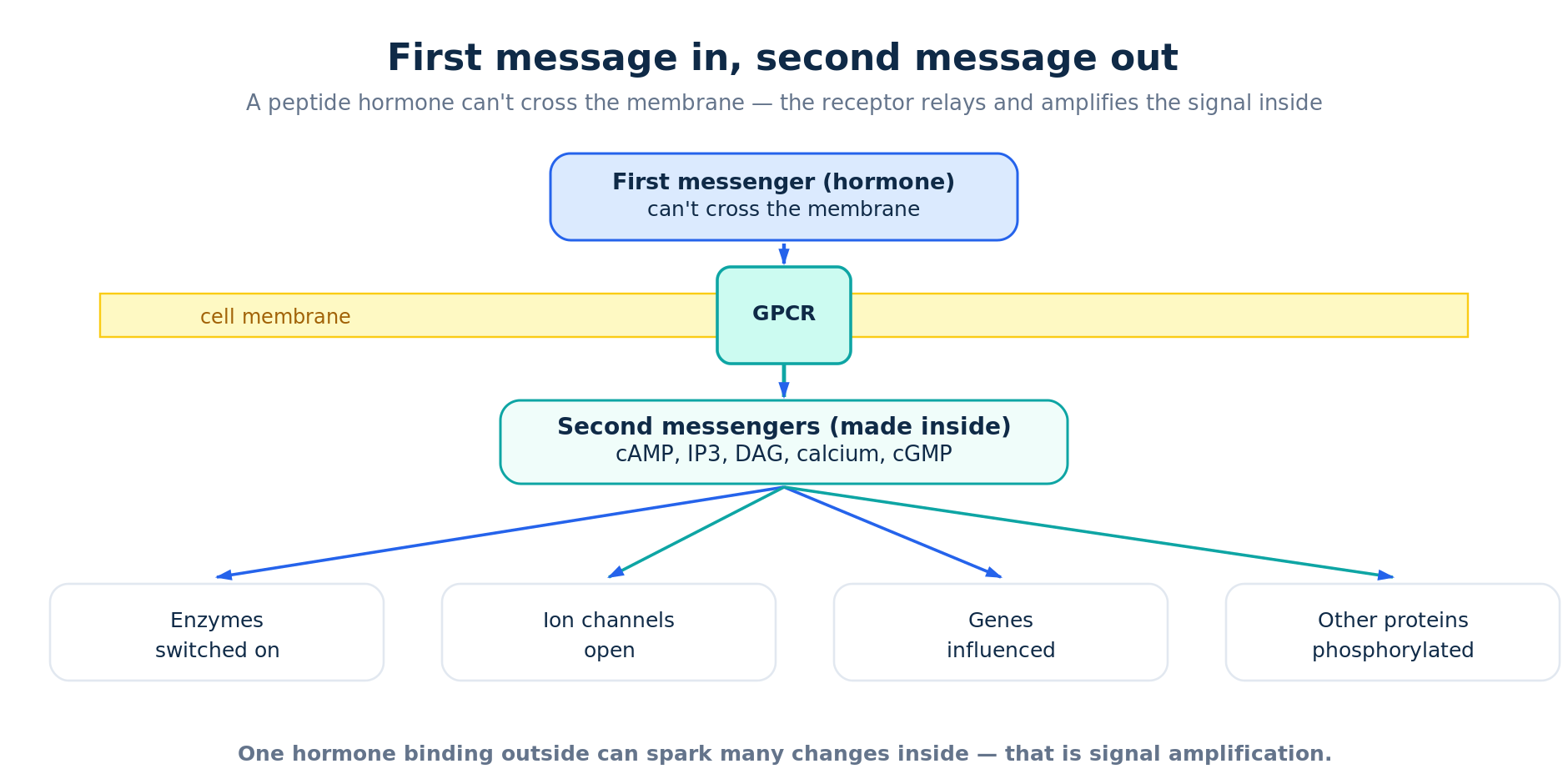 Second messengers relay a peptide hormone signal from a surface receptor into the cell
