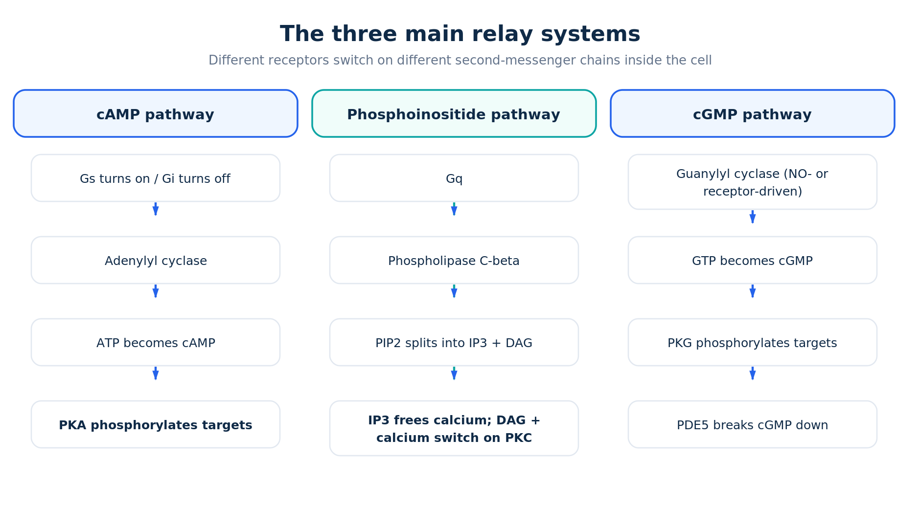 Three second messenger systems: cAMP, IP3 and DAG, and cGMP pathways