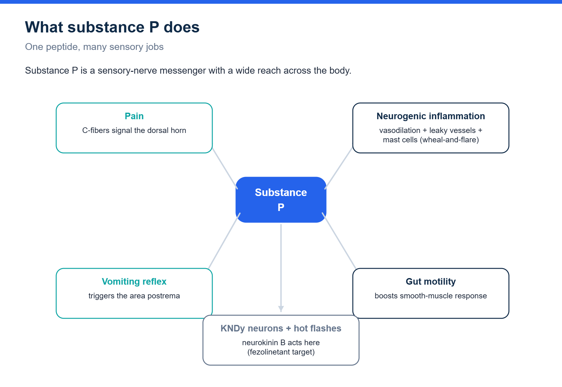Substance P functions: pain, neurogenic inflammation, vomiting, gut motility, KNDy neurons