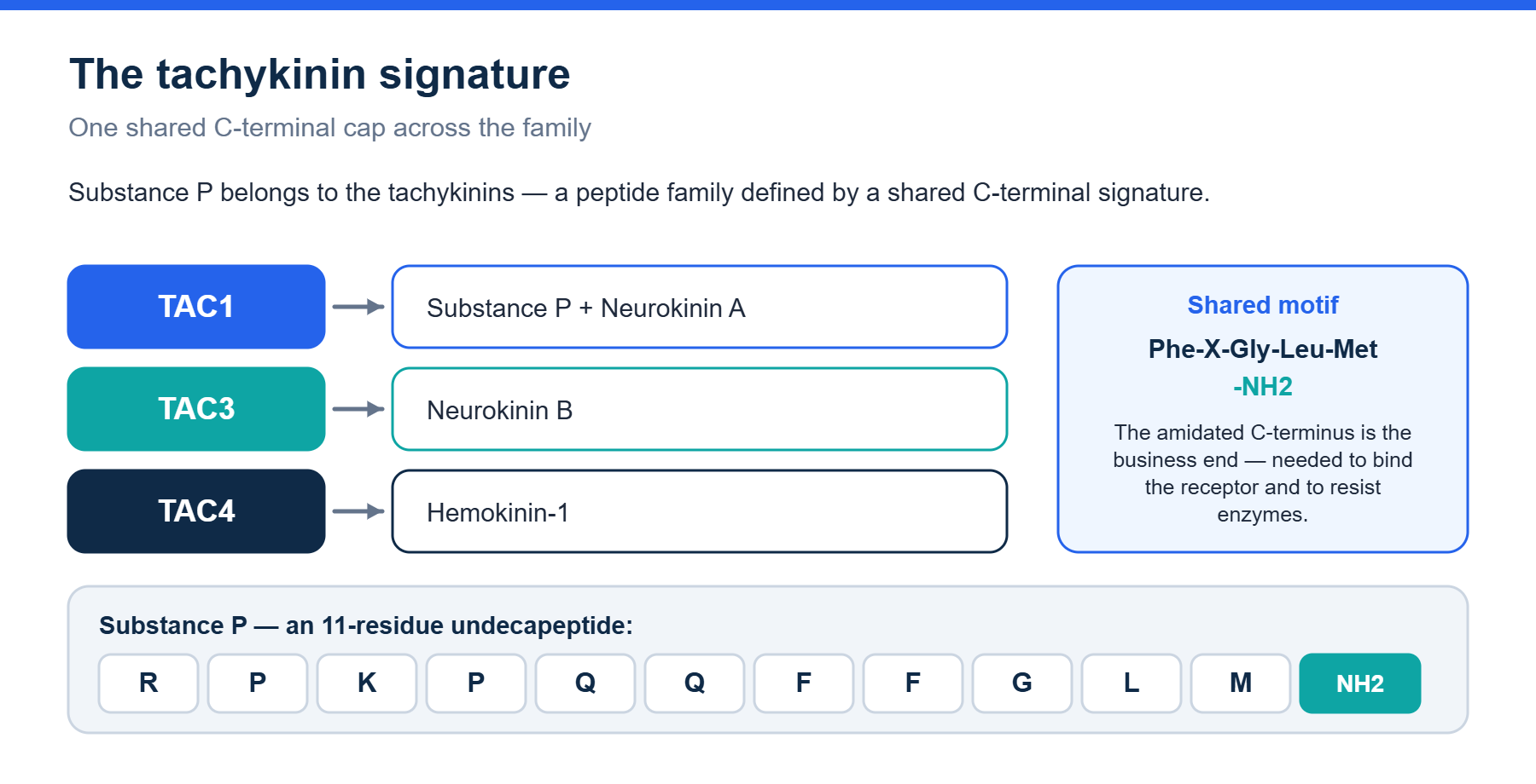 Tachykinin family genes and the shared C-terminal motif of substance P