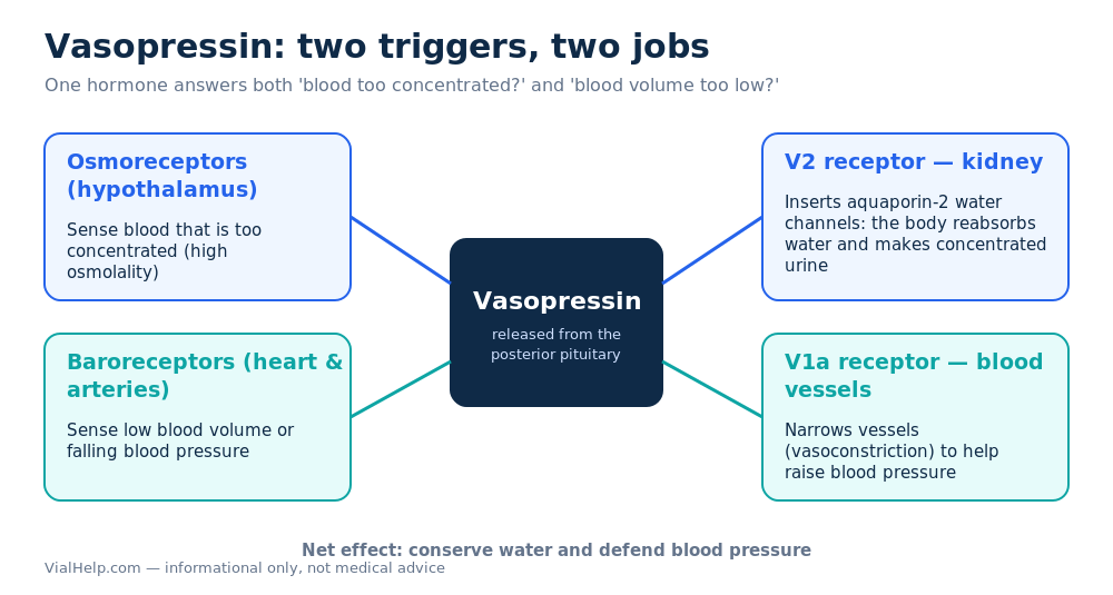 Vasopressin responds to two triggers — high blood osmolality and low blood volume — with kidney water reabsorption and vasoconstriction