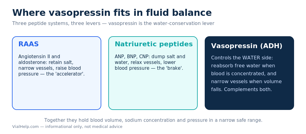 How vasopressin fits with the RAAS and natriuretic peptides in fluid and blood-pressure balance