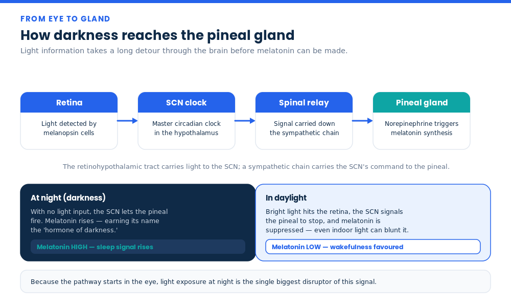 Diagram of the pineal gland pathway from retina to SCN to spinal cord to pineal, showing how darkness triggers melatonin