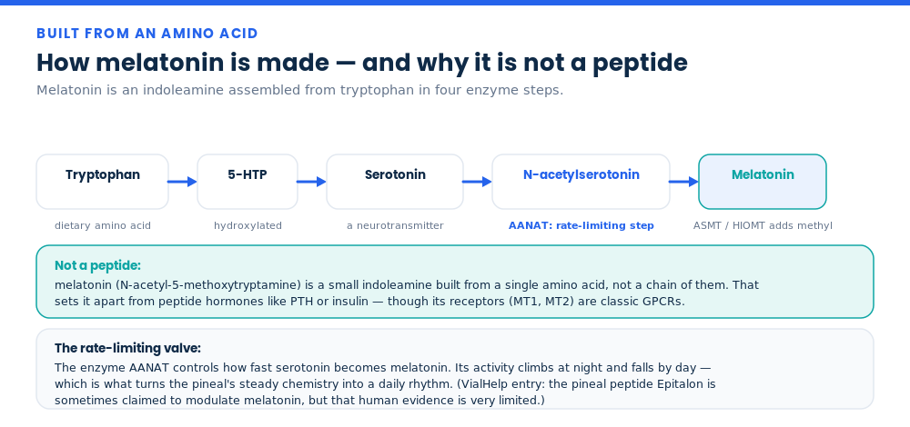 Diagram of melatonin biosynthesis from tryptophan through serotonin to melatonin, with AANAT as the rate-limiting step, showing melatonin is not a peptide