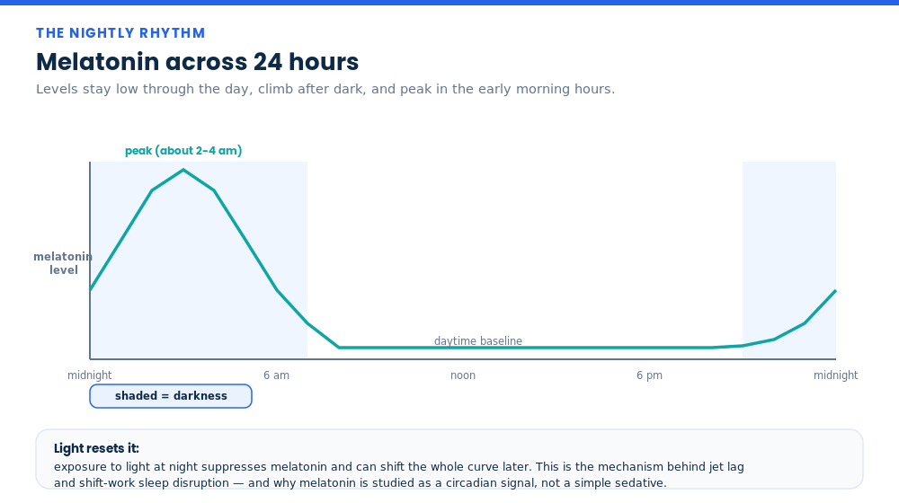 Graph of the 24-hour melatonin rhythm showing low daytime levels and a night-time peak around 2 to 4 am from the pineal gland