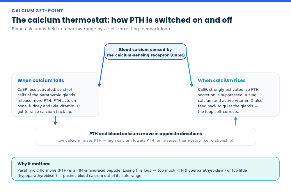 Diagram of the calcium thermostat: how the parathyroid glands raise PTH when blood calcium falls and lower it when calcium rises