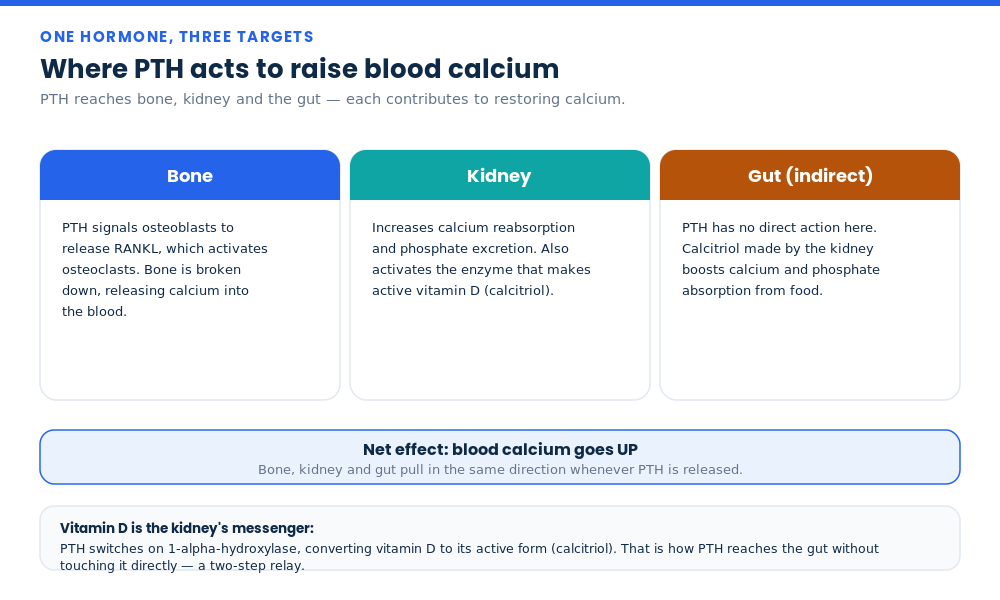 Diagram of the three target organs of parathyroid hormone — bone, kidney and gut — that raise blood calcium