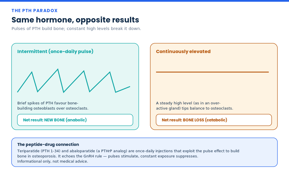 Diagram contrasting intermittent pulses of PTH that build bone with continuously elevated PTH that causes bone loss, the basis of teriparatide