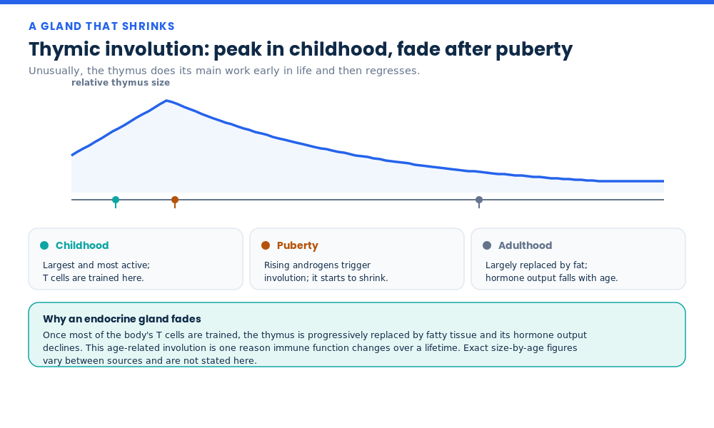 Graph of thymic involution showing the thymus gland peaking in childhood and shrinking after puberty as it is replaced by fat