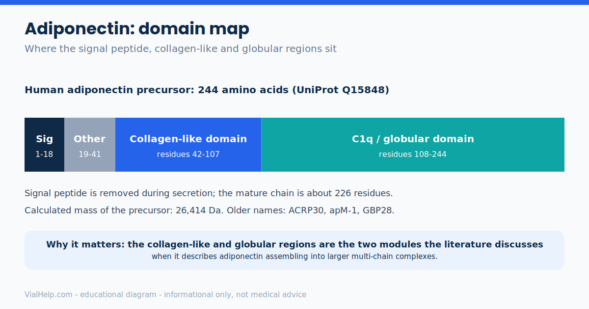 Domain map of the 244-amino-acid human adiponectin precursor showing signal peptide, collagen-like and C1q globular regions