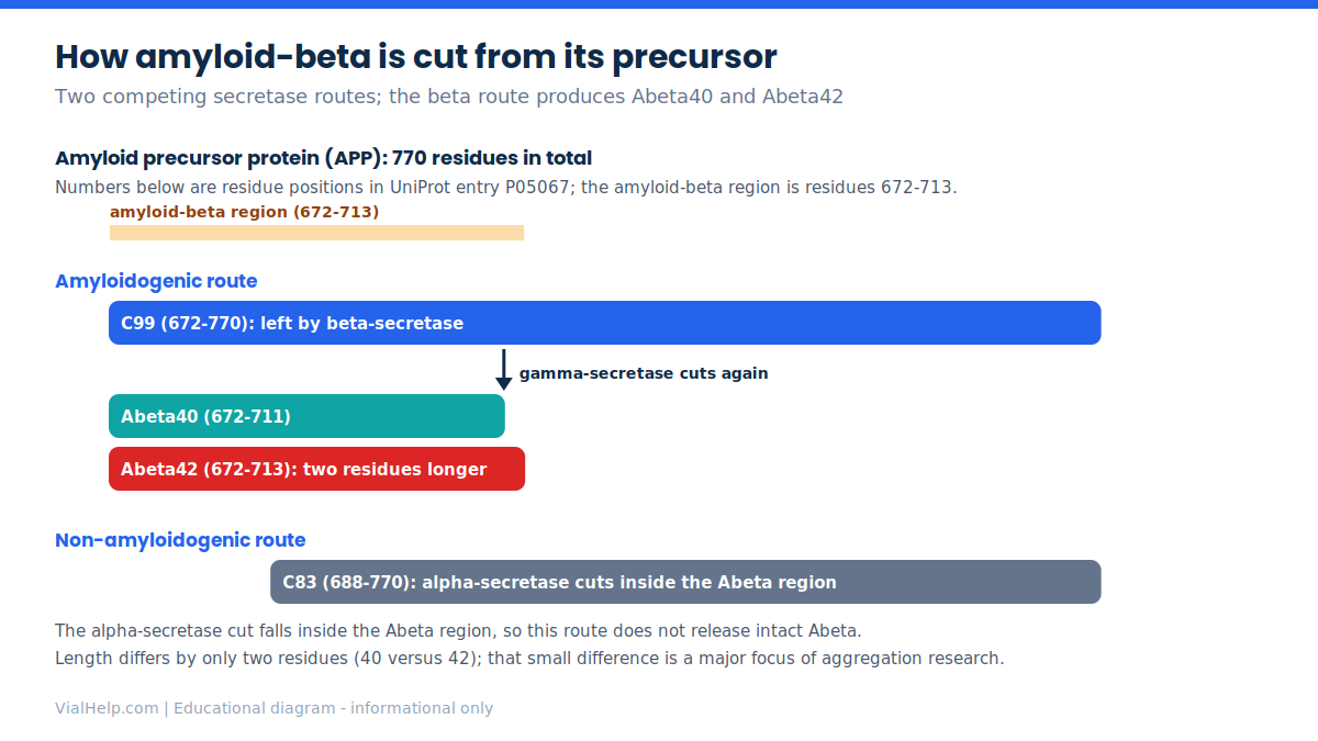 Diagram of how the amyloid-beta peptide is released from amyloid precursor protein: beta- then gamma-secretase give Abeta40 and Abeta42, while alpha-secretase cuts inside the Abeta region.