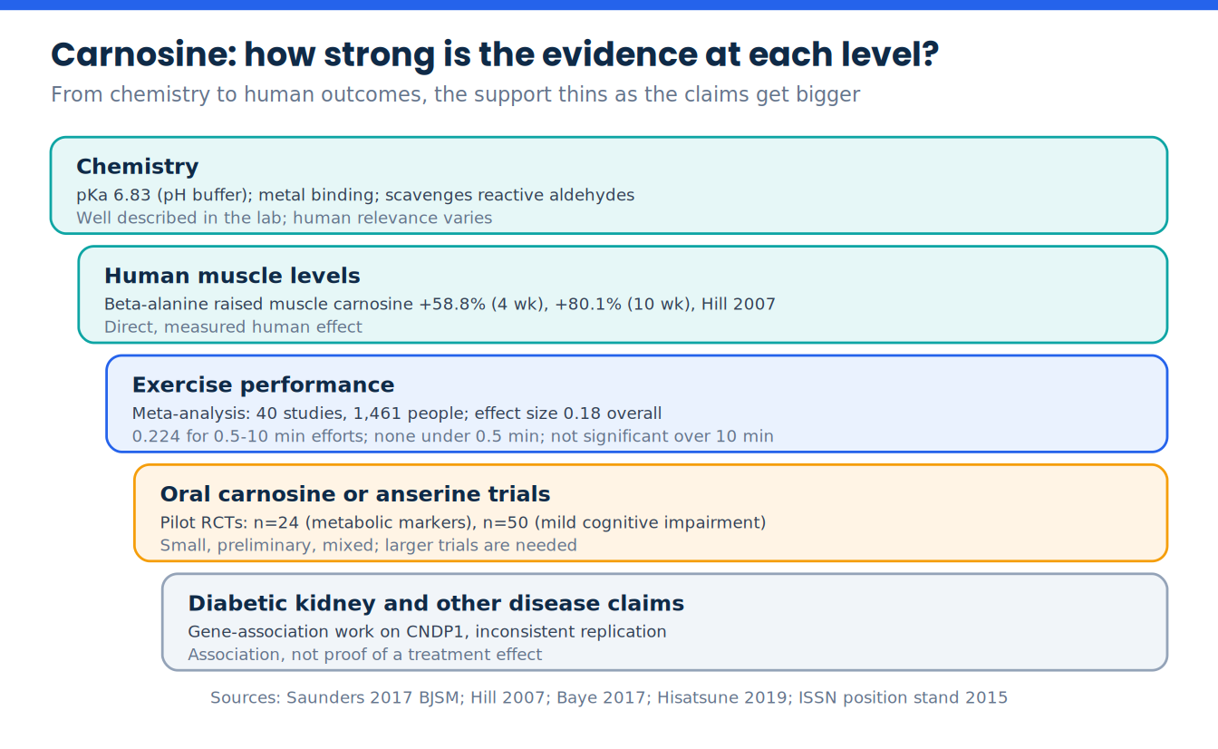 Evidence ladder for carnosine from laboratory chemistry down to small human pilot trials and gene-association work
