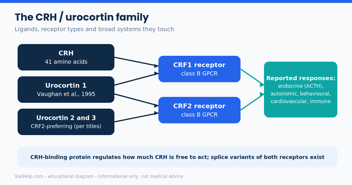Diagram of corticotropin-releasing hormone and urocortin ligands acting on CRF1 and CRF2 receptors