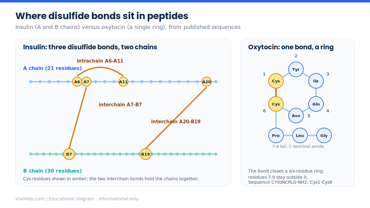 Diagram of disulfide bonds in peptides: insulin has three bonds linking its A and B chains, while oxytocin has a single Cys1-Cys6 bond forming a ring.